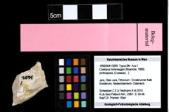 Foto (Objekt + Etiketten) von Coelopus hoheneggeri (Moericke, 1889) 